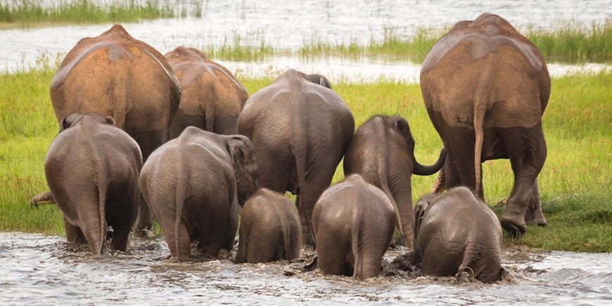 Gruppe af elefanter i Minneriya Nationalpark i Sri Lanka