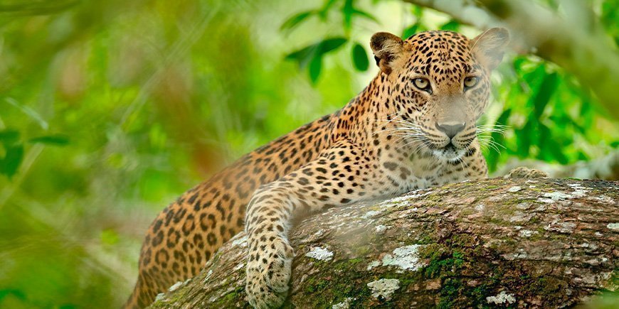 Leopard kigger gennem buskadset i Yala Nationalpark i Sri lanka