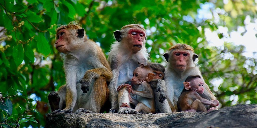 Makababer i Sri Lanka