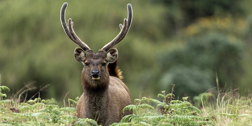 Sambarhjorten i Horton Plains i Sri Lanka