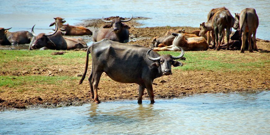 En gruppe af vandbøfler i Sri Lanka
