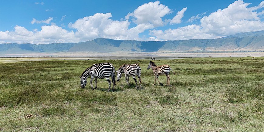 Zebraer i Ngorongoro-krateret