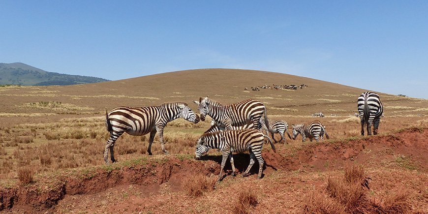 Zebraflok græsser i Serengeti
