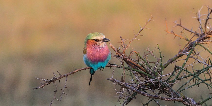 Lillabrystet ellekrage i Tanzania