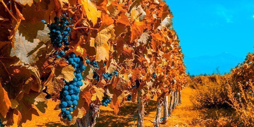 Vinmarker i efterårsfarver i Mendoza i Argentina