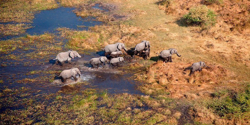 Elefanter går i Okavango-deltaet