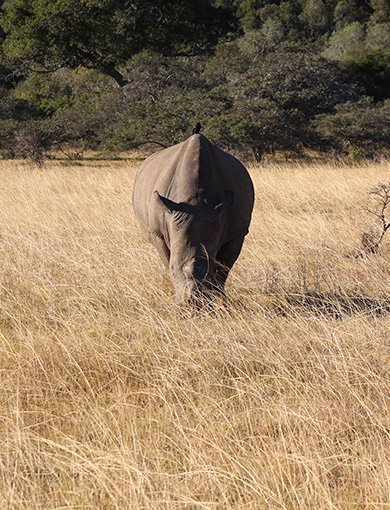 Kariega Game Reserve, Sydafrika
