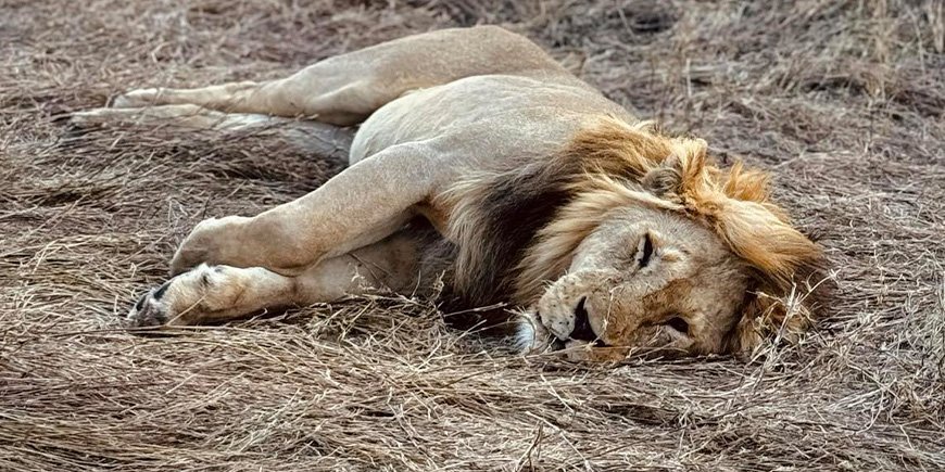 Hanløve ligger og slapper af på Serengeti