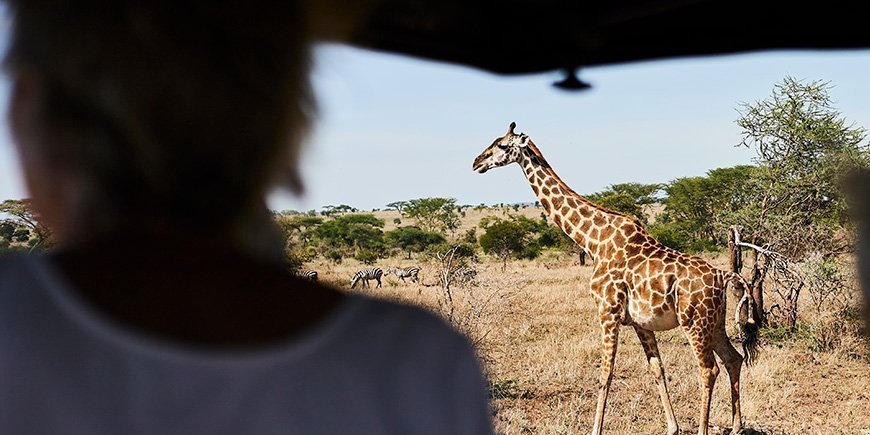 Giraf, der går på savannen i Tanzania