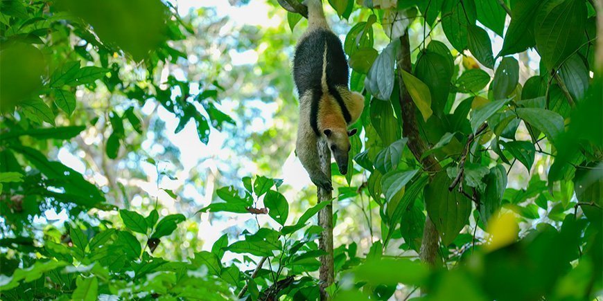 Myresluger går ned af et træ i Corcovado Nationalpark i Costa Rica