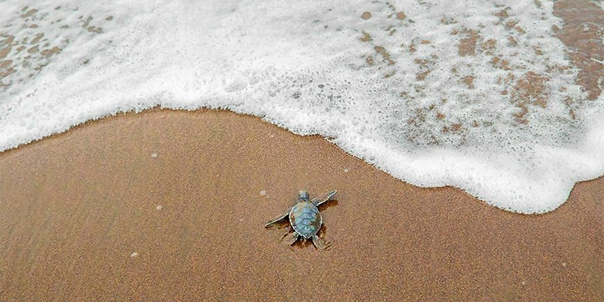 Grøn havskildpadde bevæger sig mod vandet i Tortuguero Nationalpark i Costa Rica