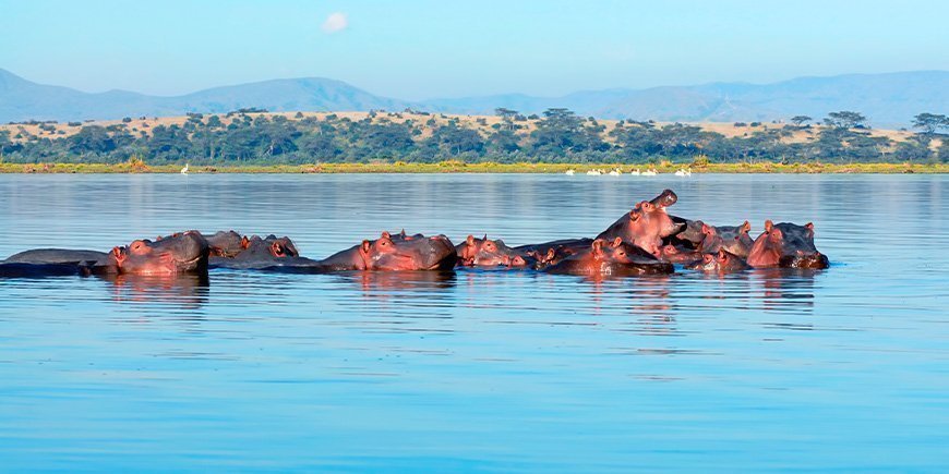 Flodheste i Lake Naivasha i Kenya