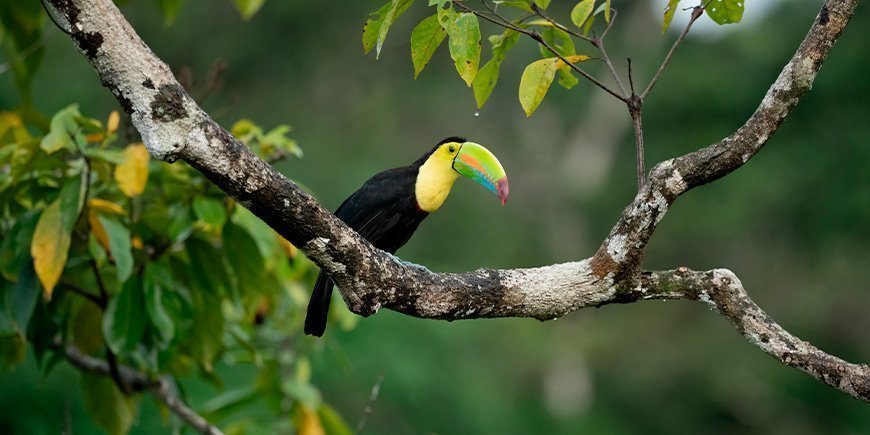 Tukan i Costa Rica