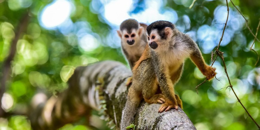 Dødningehovedaber i Manuel Antonio Nationalpark i Costa Rica