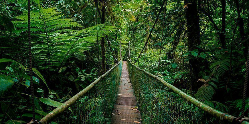 Hængebro i Monteverde i Costa Rica