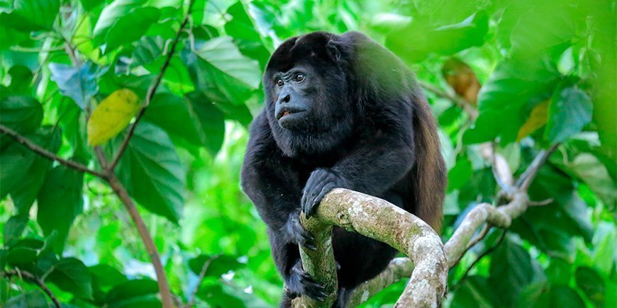 Brøleabe sidder i et træ i Corcovado Nationalpark i Costa Rica