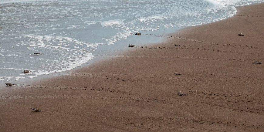 Små havskildpadder, der løber mod sikkerhed i havet