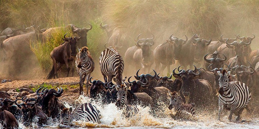 Zebraer og gnuer krydser Mara-floden mellem Masai Mara og Serengeti
