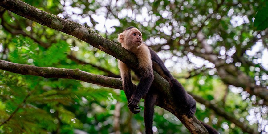 Abe ligger i et træ i Tortuguero i Costa Rica