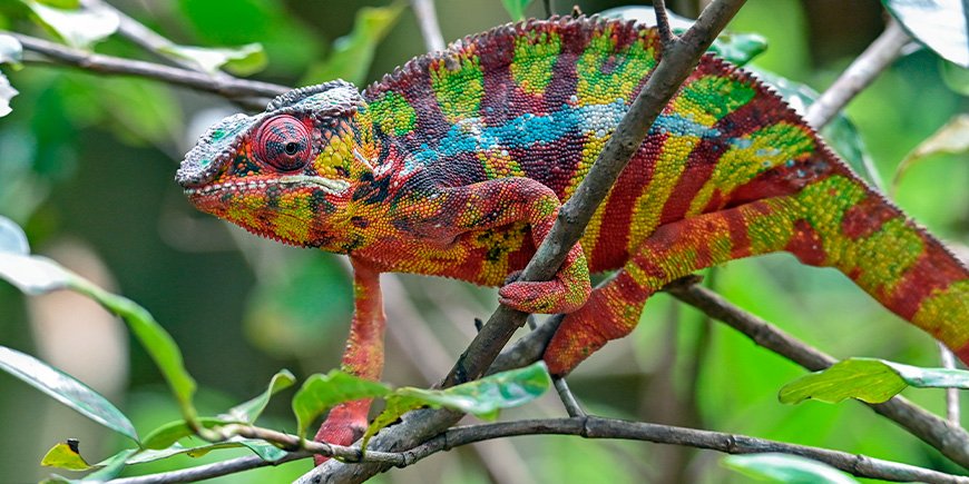 Farverig Panter-kamæleonen i Madagaskar