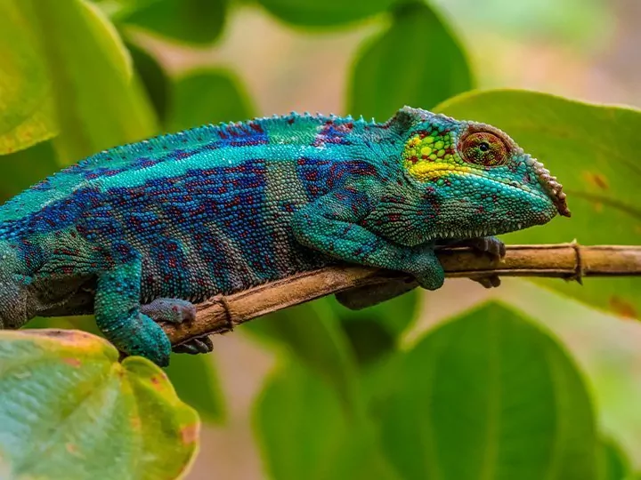 Safari i Madagaskar