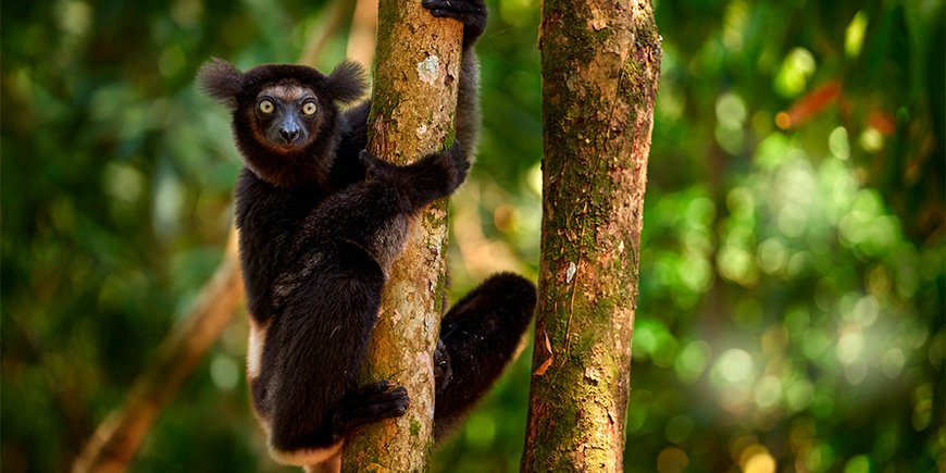 Indtri-lemur i grønne omgivelser i Madagaskar