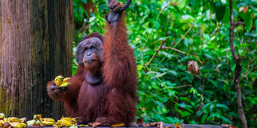 Han-orangutang, der sidder og spiser i Sepilok Orangutan Rehabilitation Centre