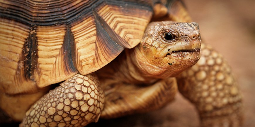 Close-up af plovfureskildpadden i Madagaskar