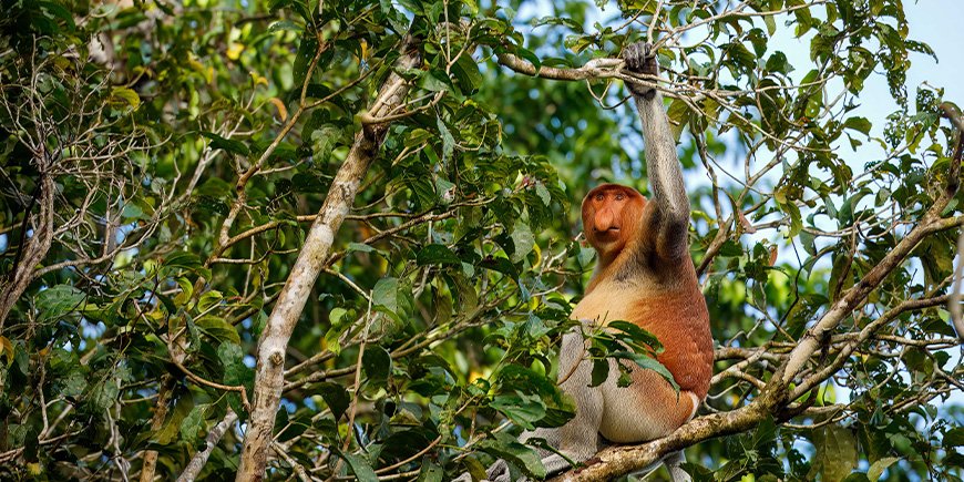 Næseabe i et træ ved Kinabatangan-floden i Malaysia