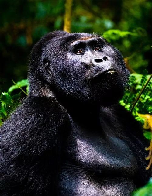 Safari i Kenya & gorilla-tracking i Uganda
