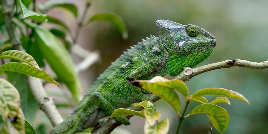 Furcifer verrucosus i grønne omgivelser i Madagaskar