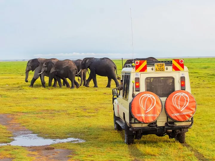 Safari i Kenya & gorilla-tracking i Uganda