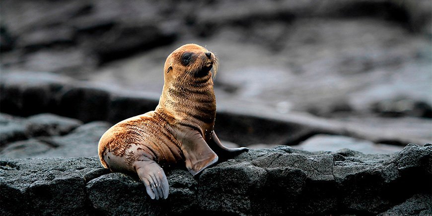 Søløveunge på Galapagosøerne