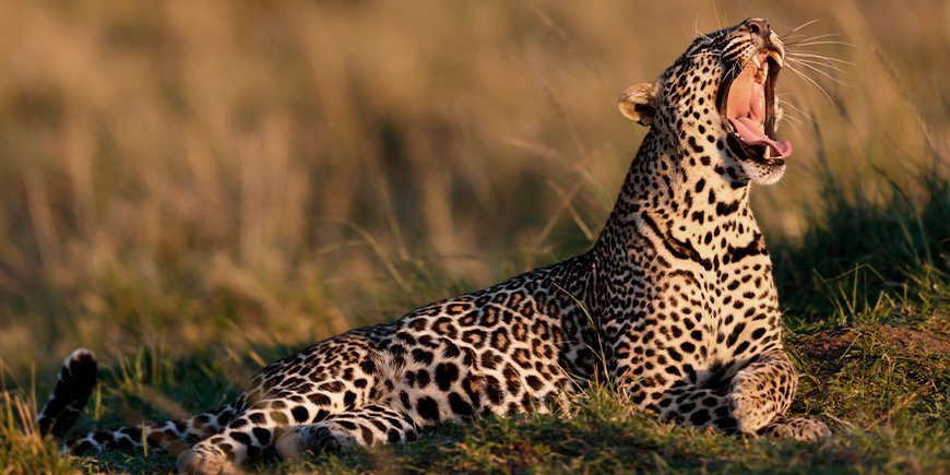 Gabende leopard under solopgang i Masai Mara