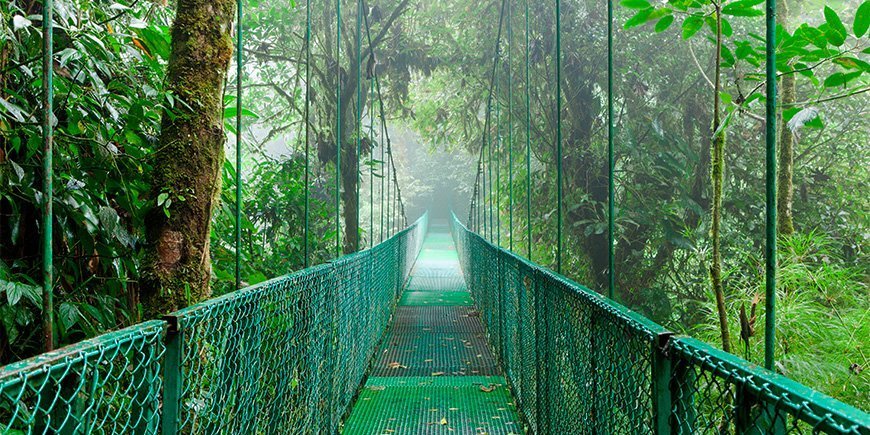 Tåge omgiver hængebro i Monteverde i Costa Rica