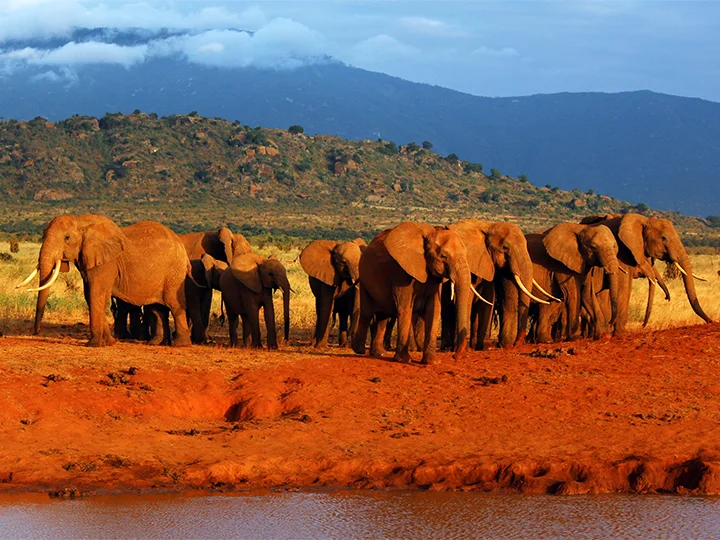 Nairobi, Tsavo Nationalpark & badeferie ved Mombasa