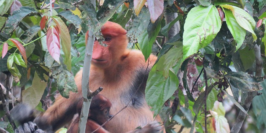 Den firnulige næseabe i Borneos jungle