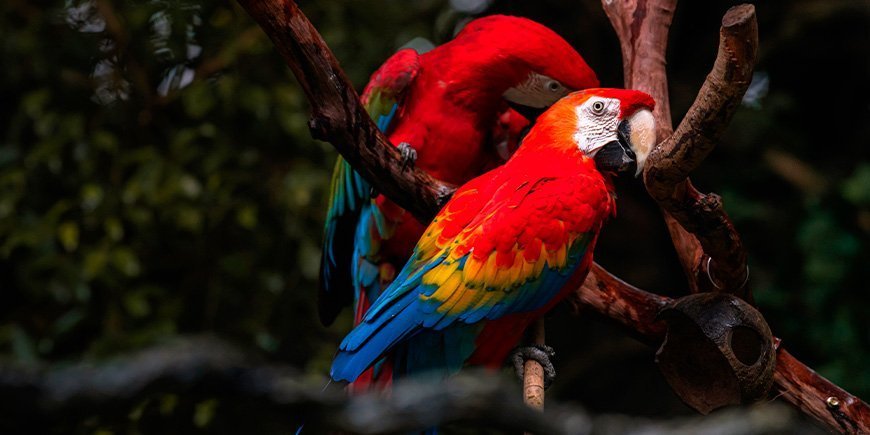 Røde araer i Corcovado Nationalpark i Costa Rica