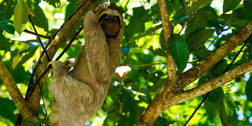 Dovendyr i et træ i Manuel Antonio Nationalpark