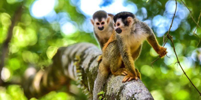 Aber i Manuel Antonio Nationalpark. 