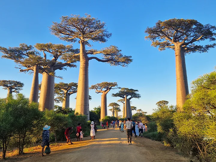 Andasibe, Morondava & badeferie på Nosy Be