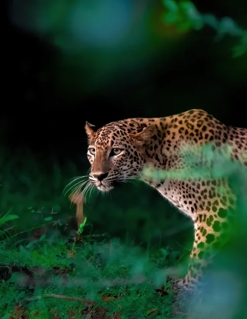 Galle, Yala Nationalpark & badeferie i Mirissa