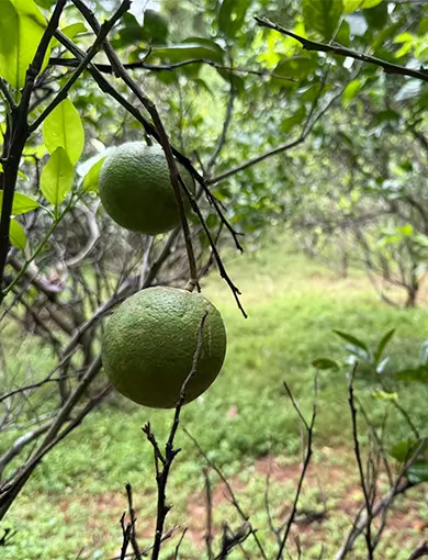 Project Orange Elephant, Sri Lanka