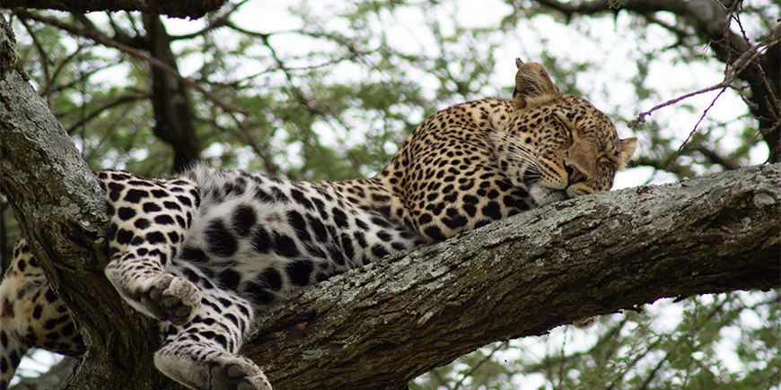 Leopard sover i et træ i Serengeti Nationalpark