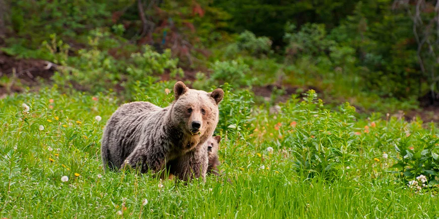 Bjørn med unge i Banff Nationalpark