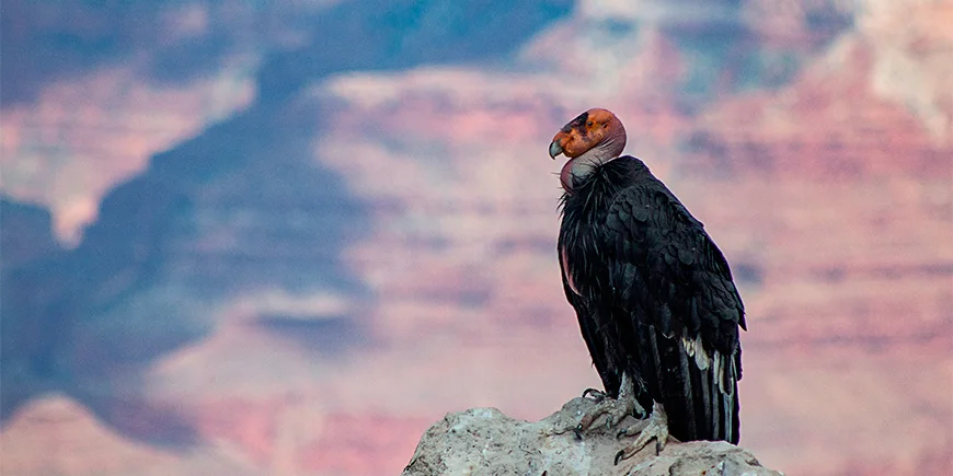 Californisk kondor i Grand Canyon