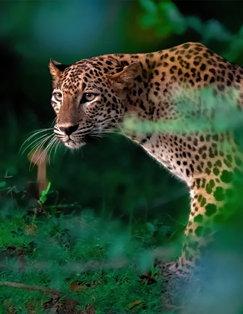 Galle, Yala Nationalpark & badeferie i Mirissa