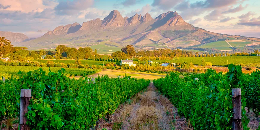 Smuk vinplantage i Stellenbosch i Sydafrika