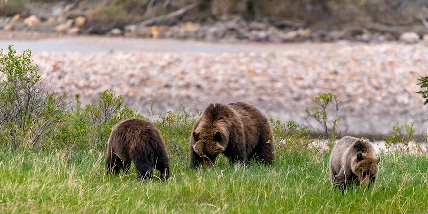 Bjørnemor og unger spiser i Jasper Nationalpark