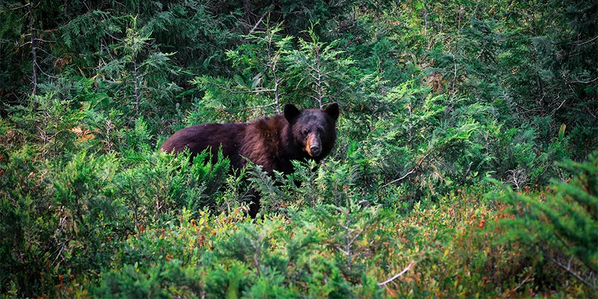 Sortbjørn gemmer sig i skoven i Banff Nationalpark i Canada